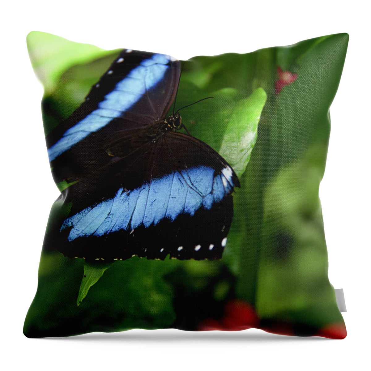 Butterfly Throw Pillow featuring the photograph Butterfly - Banded Morpho #2 by Richard Krebs