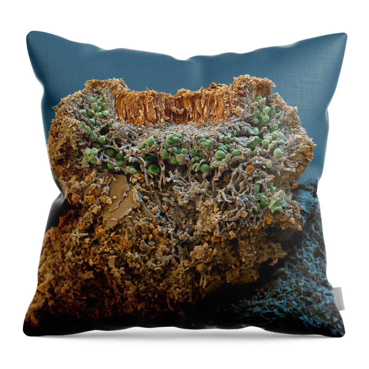 Algae Throw Pillow featuring the photograph Caloplaca Saxicola Lichen #1 by Meckes/ottawa
