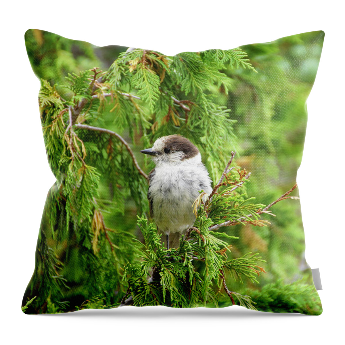 Jay Throw Pillow featuring the photograph Camprobber - the Gray Jay #1 by Steve Estvanik