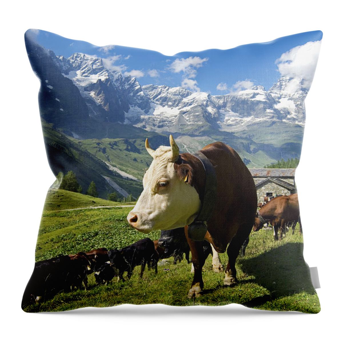 Estock Throw Pillow featuring the digital art Cattle, Aosta Valley, Italy #1 by Davide Erbetta