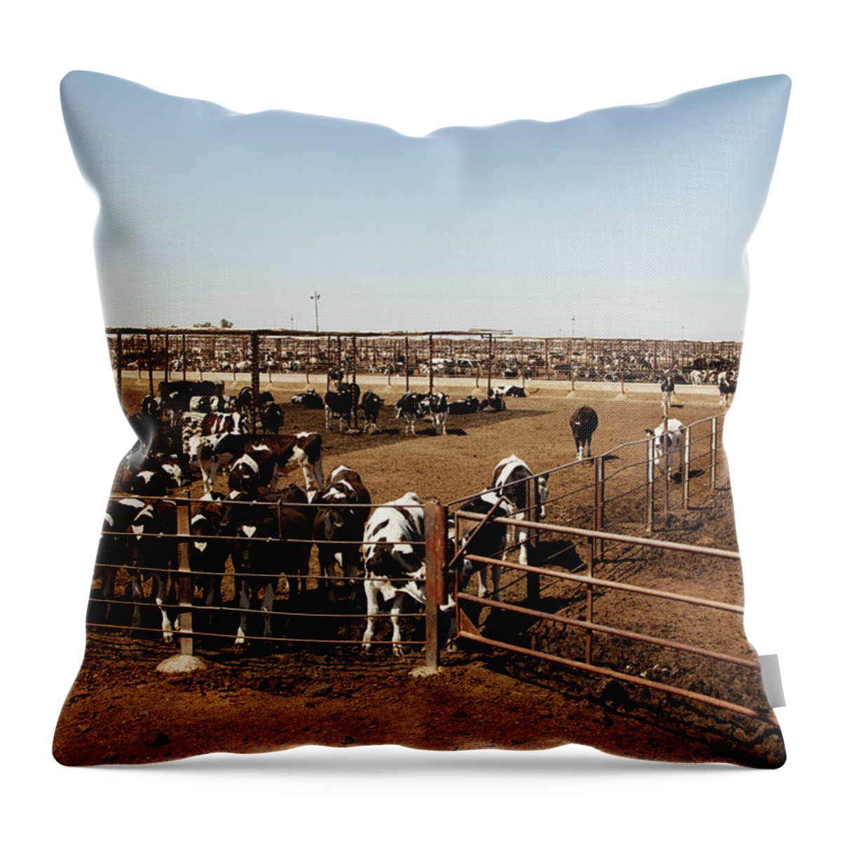 Animal Themes Throw Pillow featuring the photograph Cattle #1 by Simon Willms