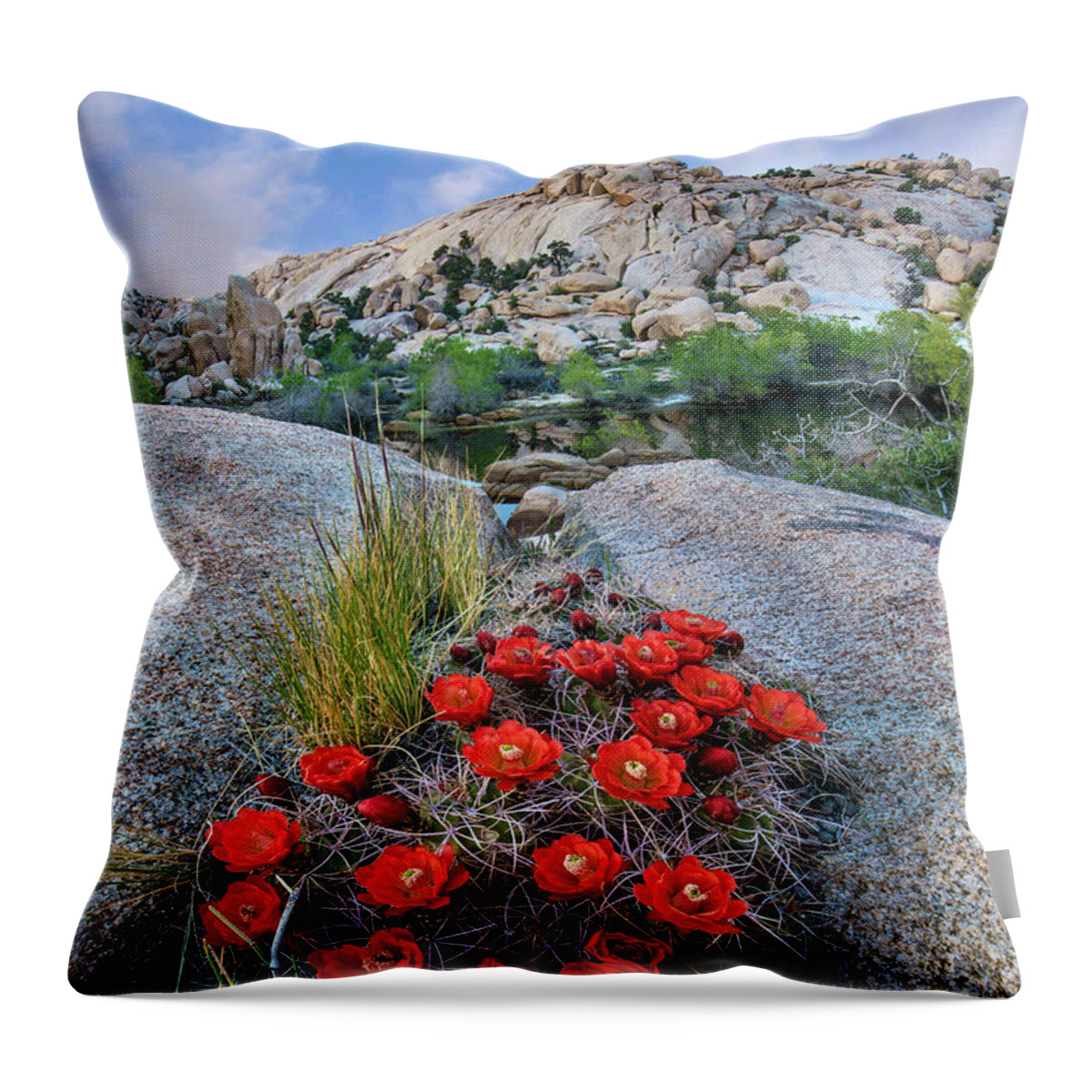 00568636 Throw Pillow featuring the photograph Claret Cup Cactus Near Barker Pond Trail, Joshua Tree National Park, California #1 by Tim Fitzharris