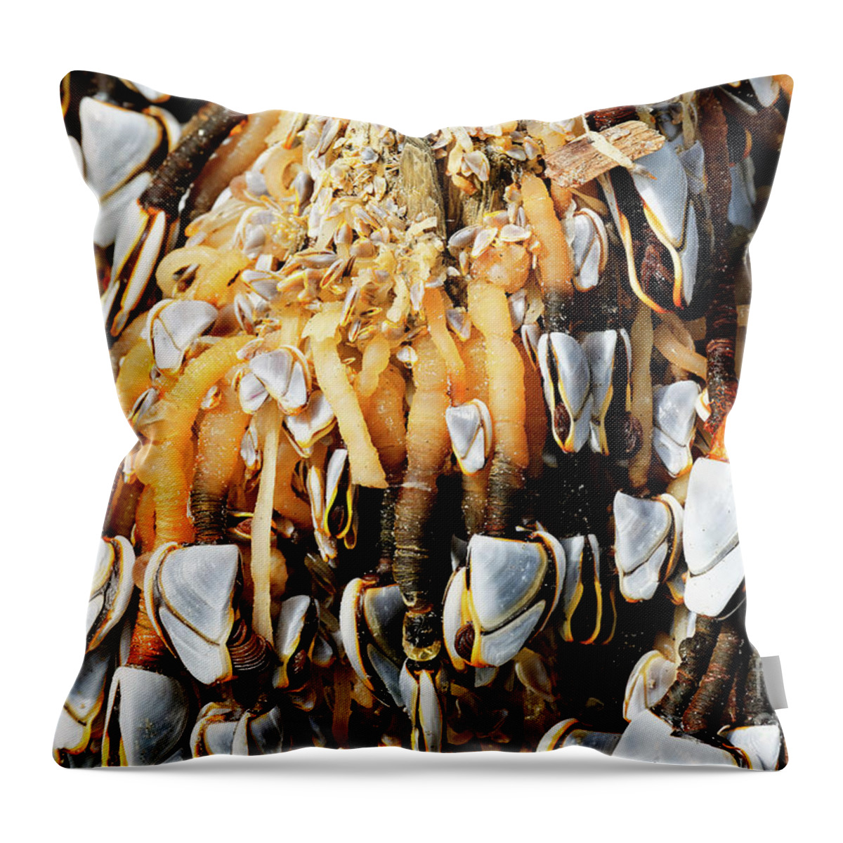Goose Barnacles Throw Pillow featuring the photograph Close up Gooseneck Barnacles Lepas anatifera attached to driftwo #1 by Robert C Paulson Jr