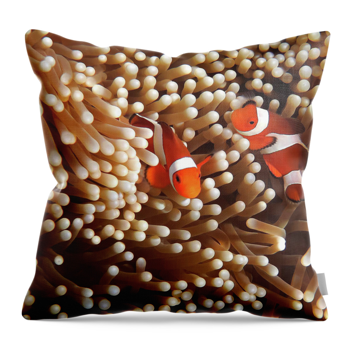 Underwater Throw Pillow featuring the photograph Clownfish In Coral Garden - Southeast #1 by Fototrav