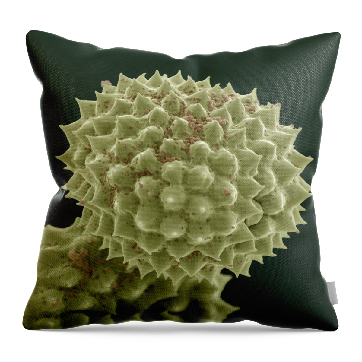 Allergen Throw Pillow featuring the photograph Common Ragweed #1 by Meckes/ottawa