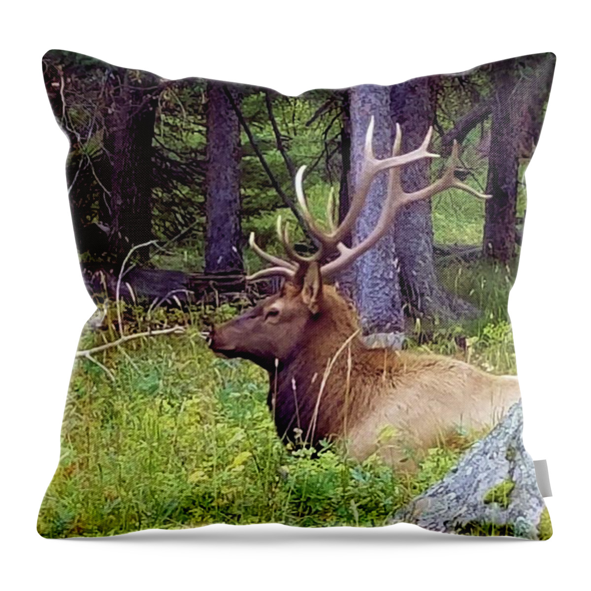  Throw Pillow featuring the photograph Elk I by Karen Stansberry