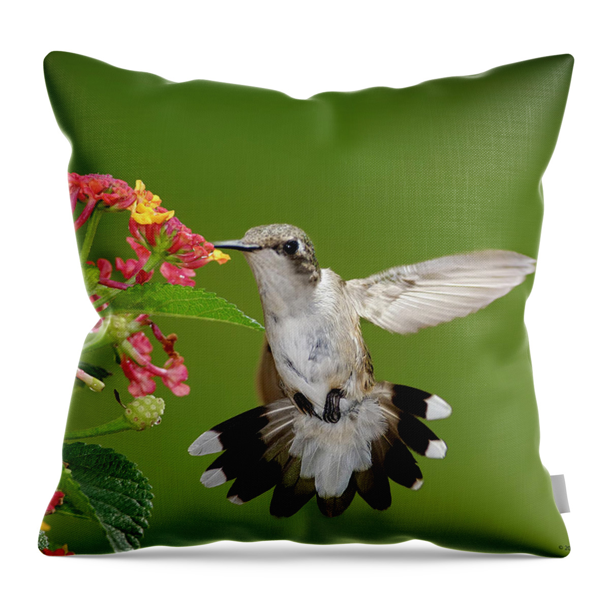 Lantana Throw Pillow featuring the photograph Female Hummingbird #1 by Dansphotoart On Flickr