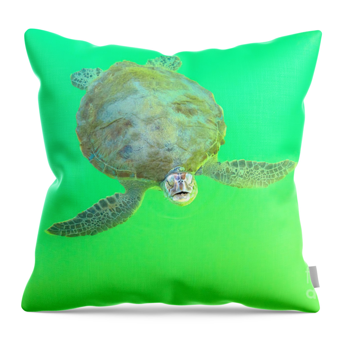 Green Turtle Throw Pillow featuring the photograph Green Sea Turtle #1 by Benny Marty