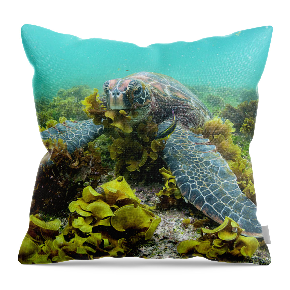 Animals Throw Pillow featuring the photograph Green Sea Turtle Eating Seaweed #1 by Tui De Roy