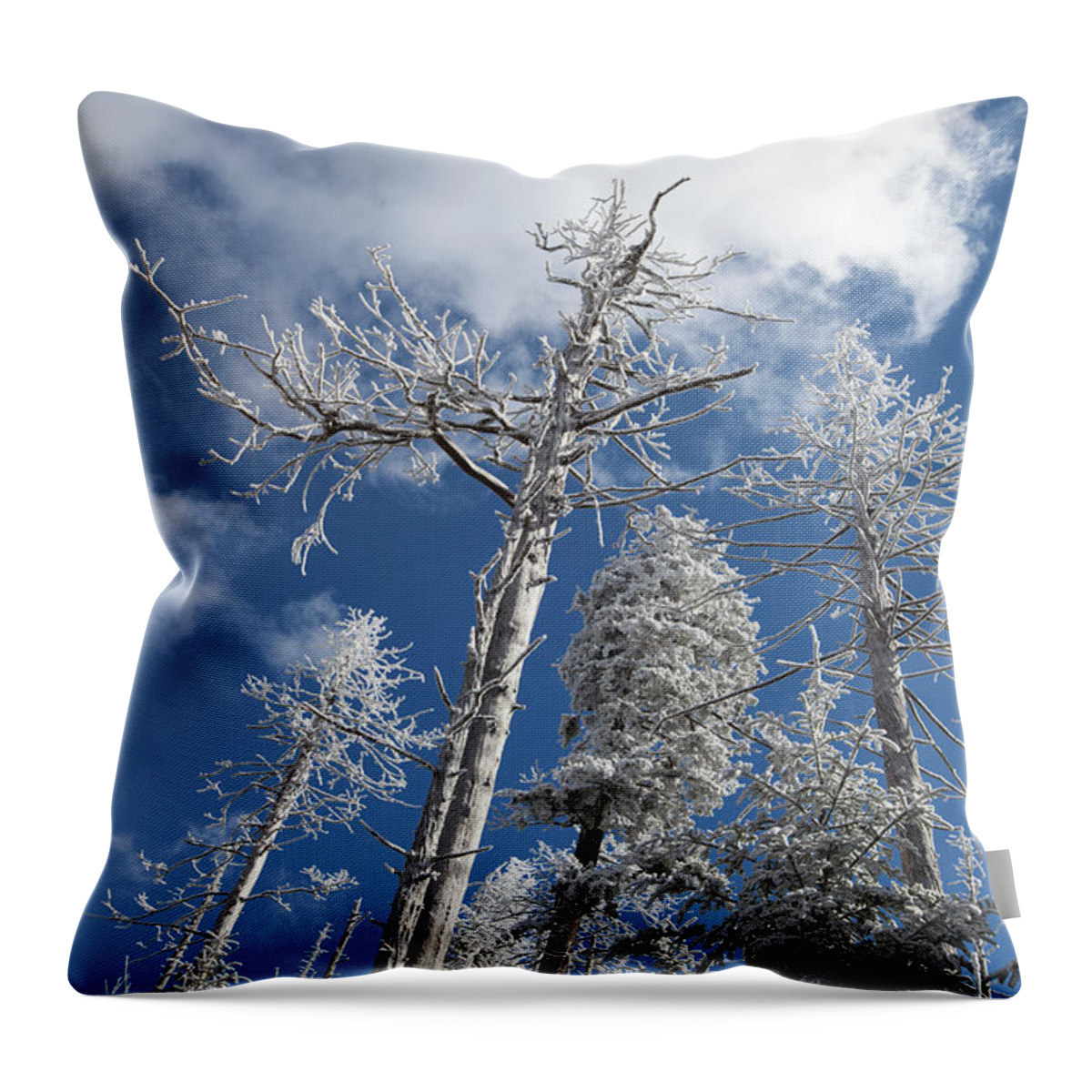 North Carolina Throw Pillow featuring the photograph Hoar Frost On Dead Trees #1 by Jerry Whaley