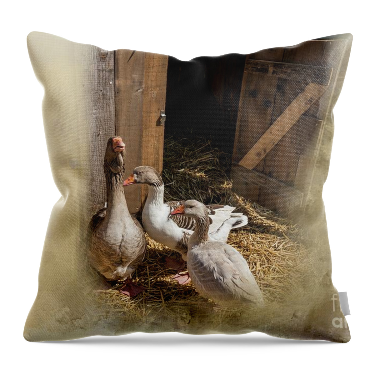 Toulouse Geese Throw Pillow featuring the photograph In the Backyard #1 by Eva Lechner
