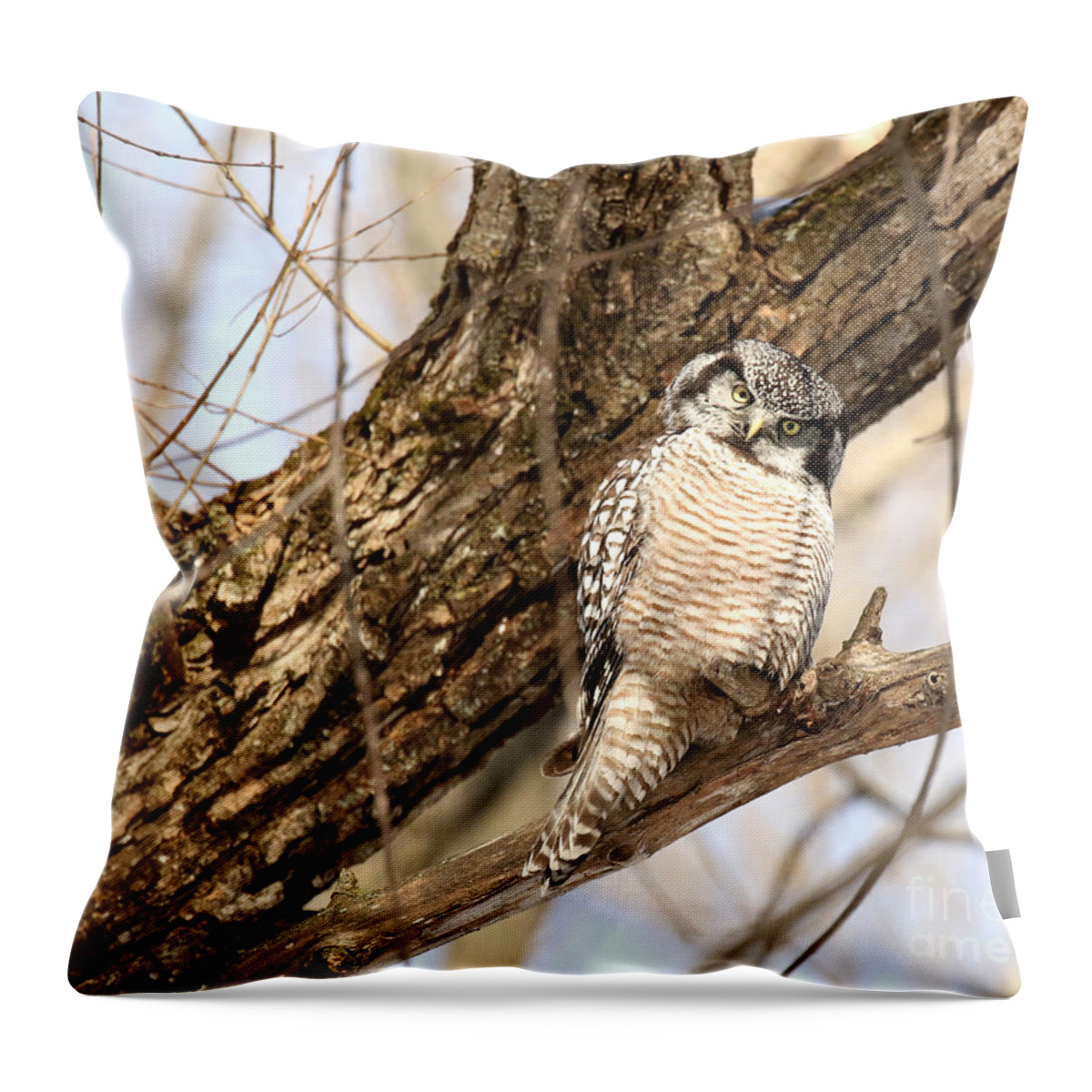 Hawk Owl Throw Pillow featuring the photograph Inquisitive #2 by Heather King