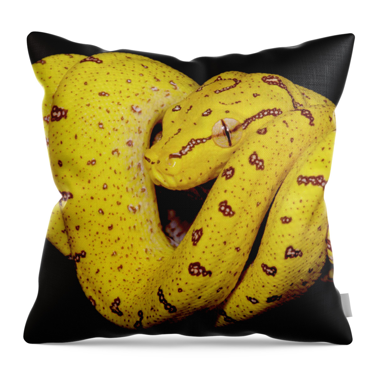 Animal Throw Pillow featuring the photograph Juvenile Green Tree Python Morelia #1 by Dante Fenolio