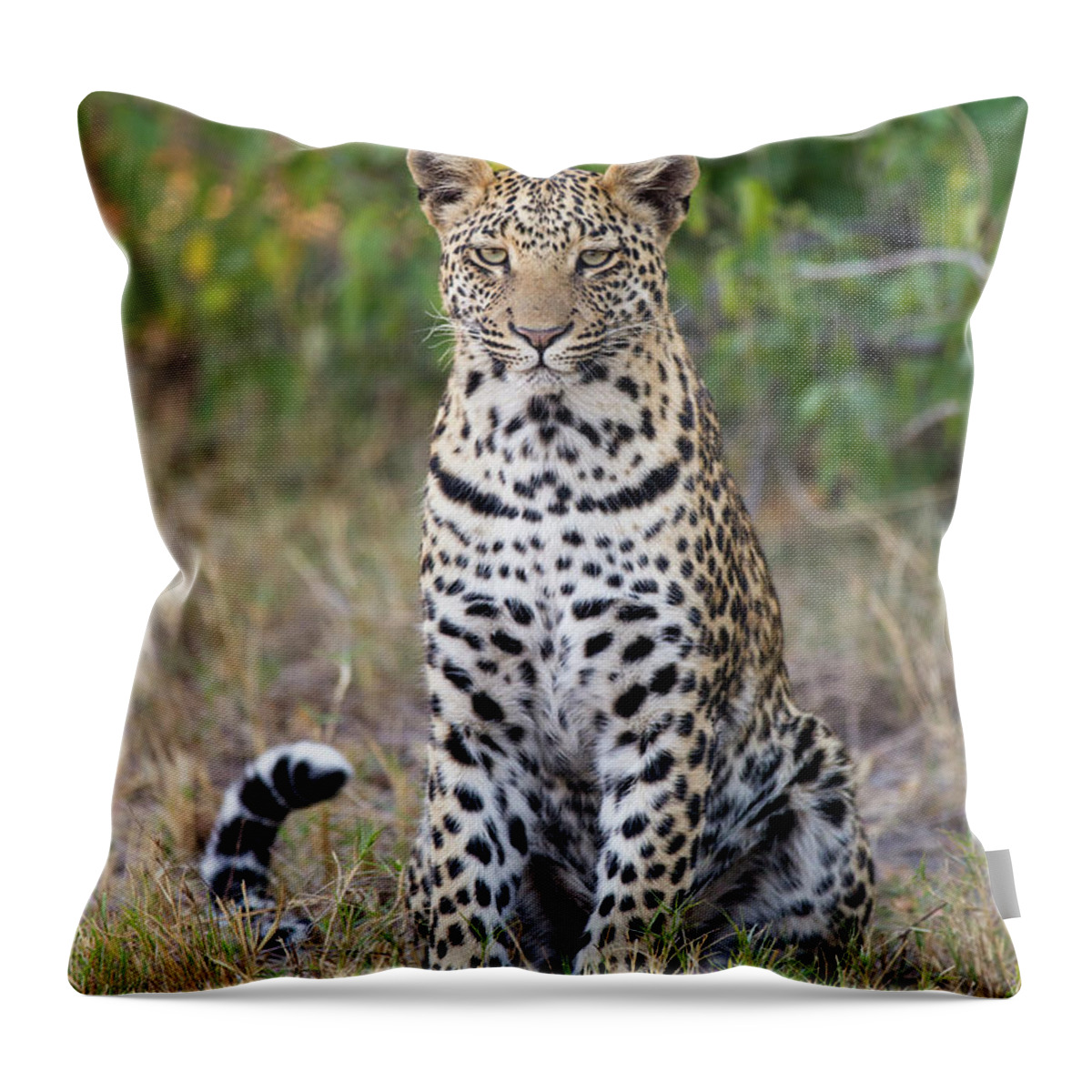 Suzi Eszterhas Throw Pillow featuring the photograph Juvenile Leopard In Jao Reserve #1 by Suzi Eszterhas