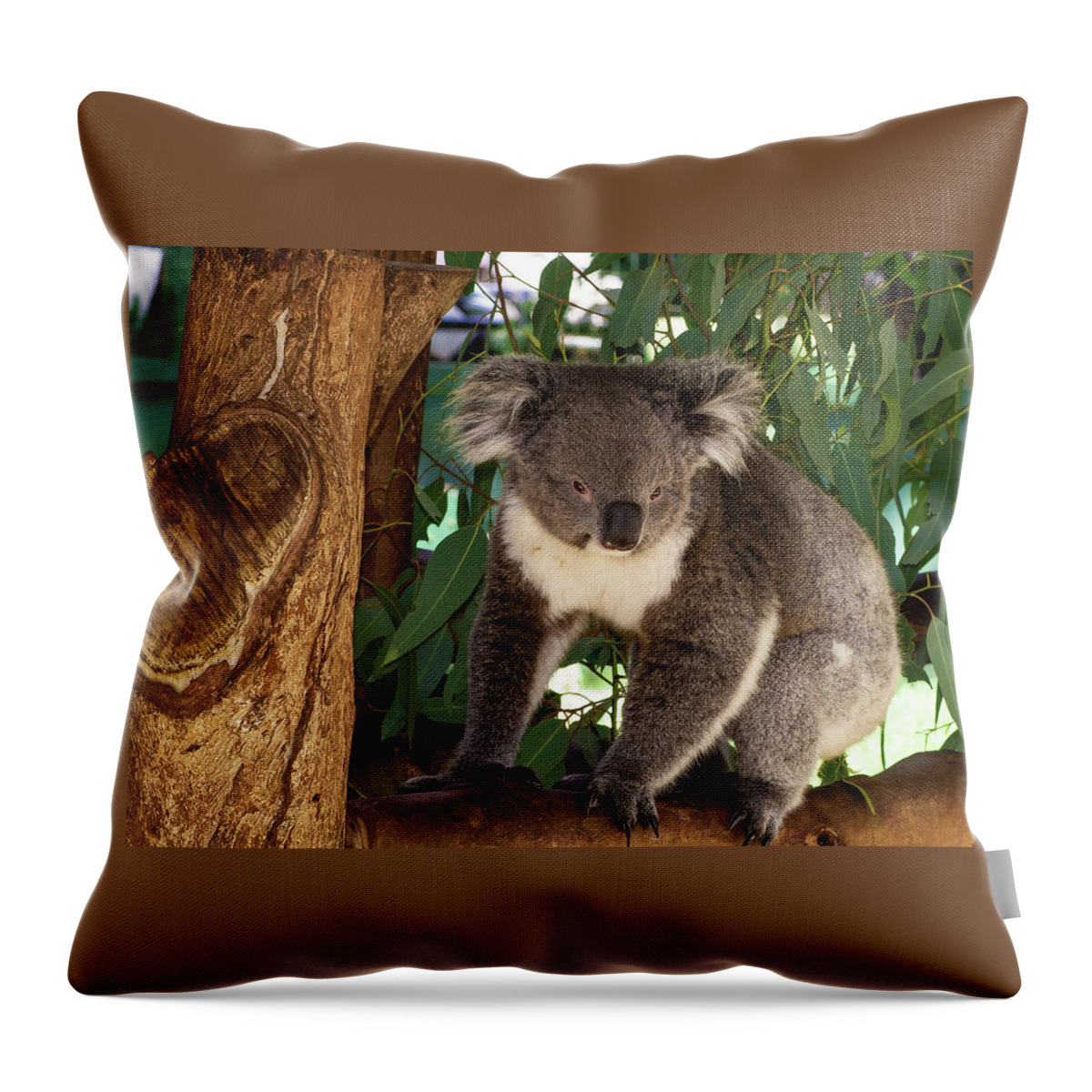 Koala Throw Pillow featuring the photograph Koala #1 by Tania Read
