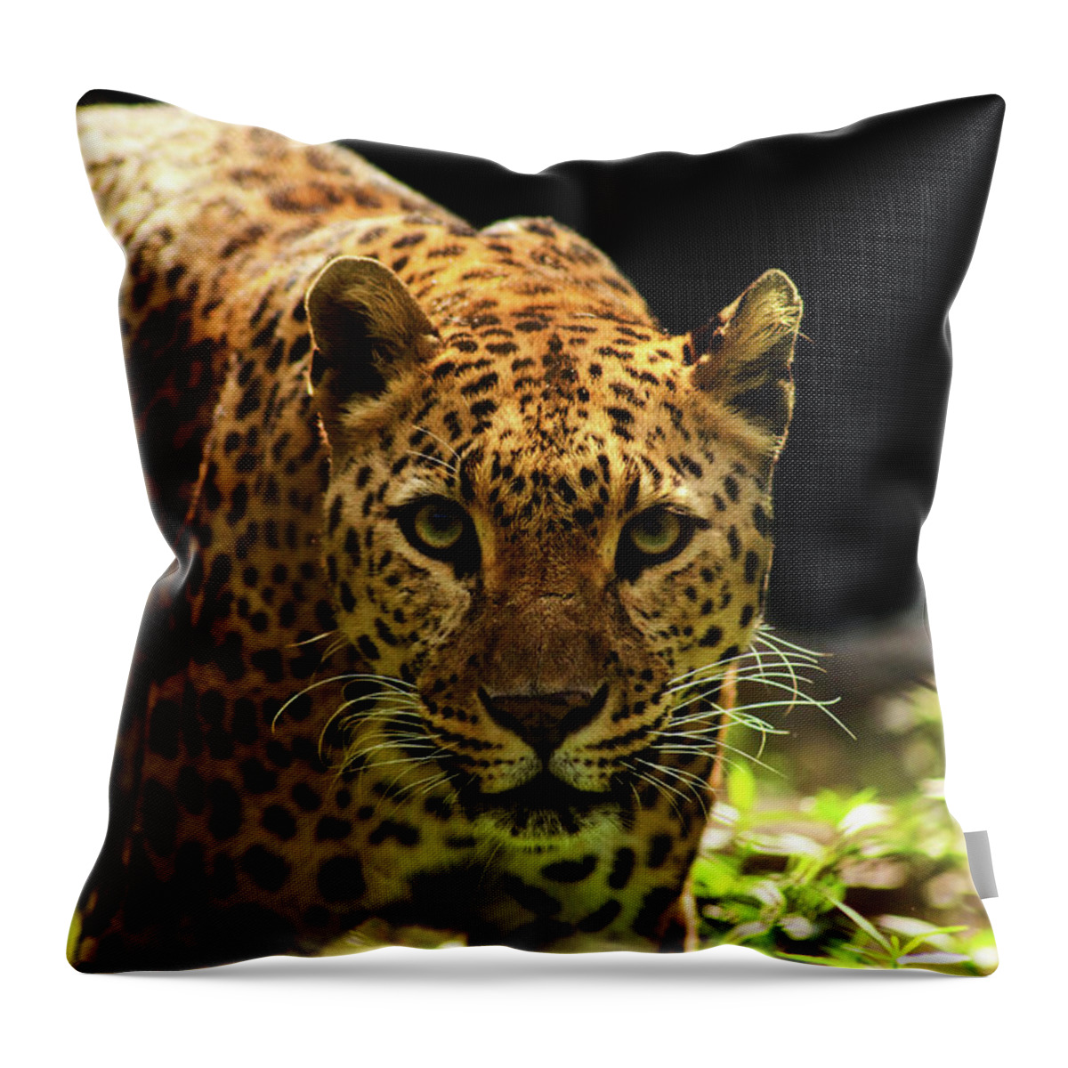 Black Color Throw Pillow featuring the photograph Leopard #1 by Somak Pal