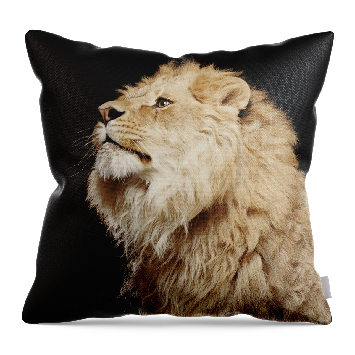 Male Animal Throw Pillow featuring the photograph Lion Profile #1 by Gk Hart/vicky Hart