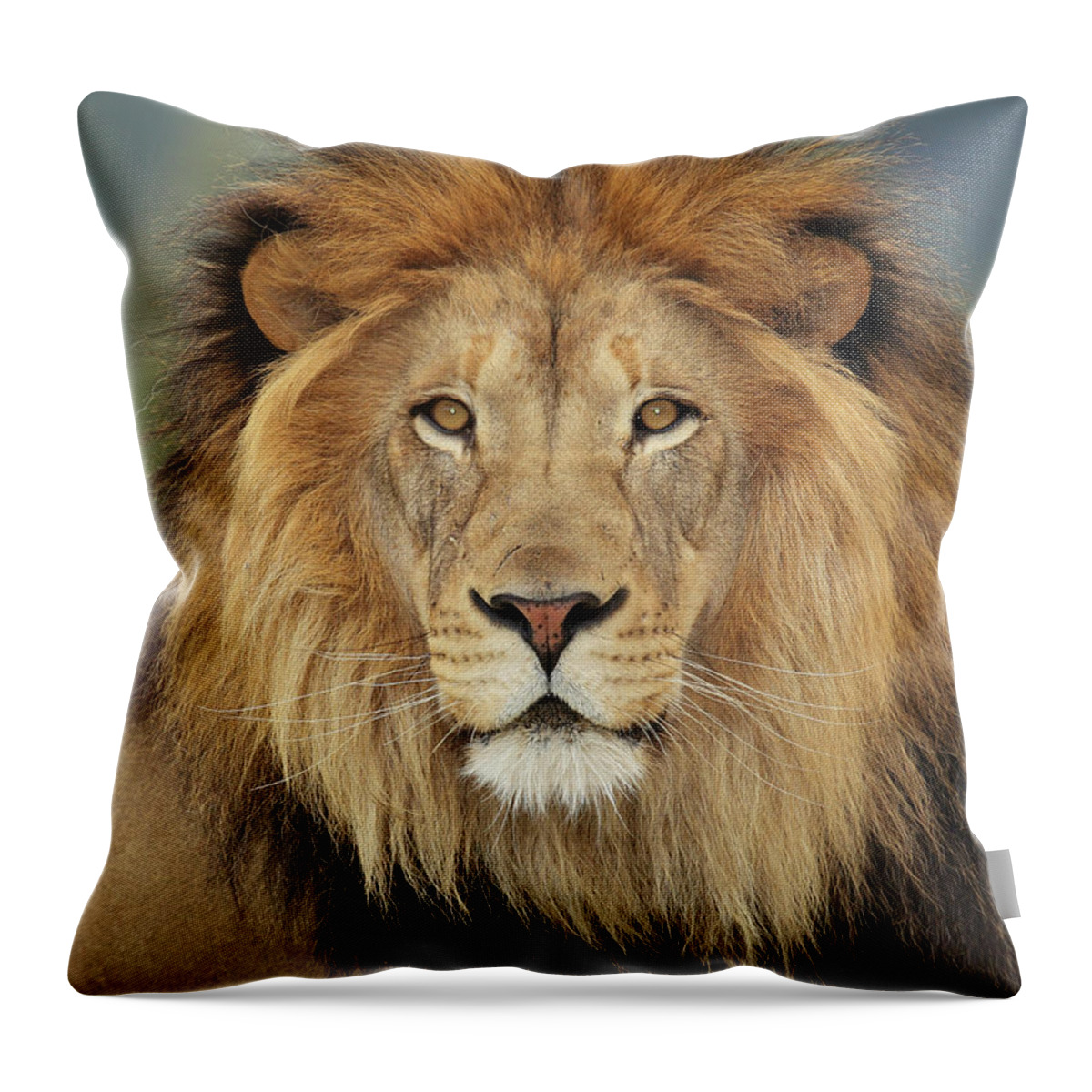 Big Cat Throw Pillow featuring the photograph Lion #1 by S. Greg Panosian