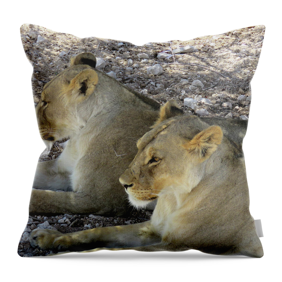 Lions Throw Pillow featuring the photograph Lions #1 by Eric Pengelly