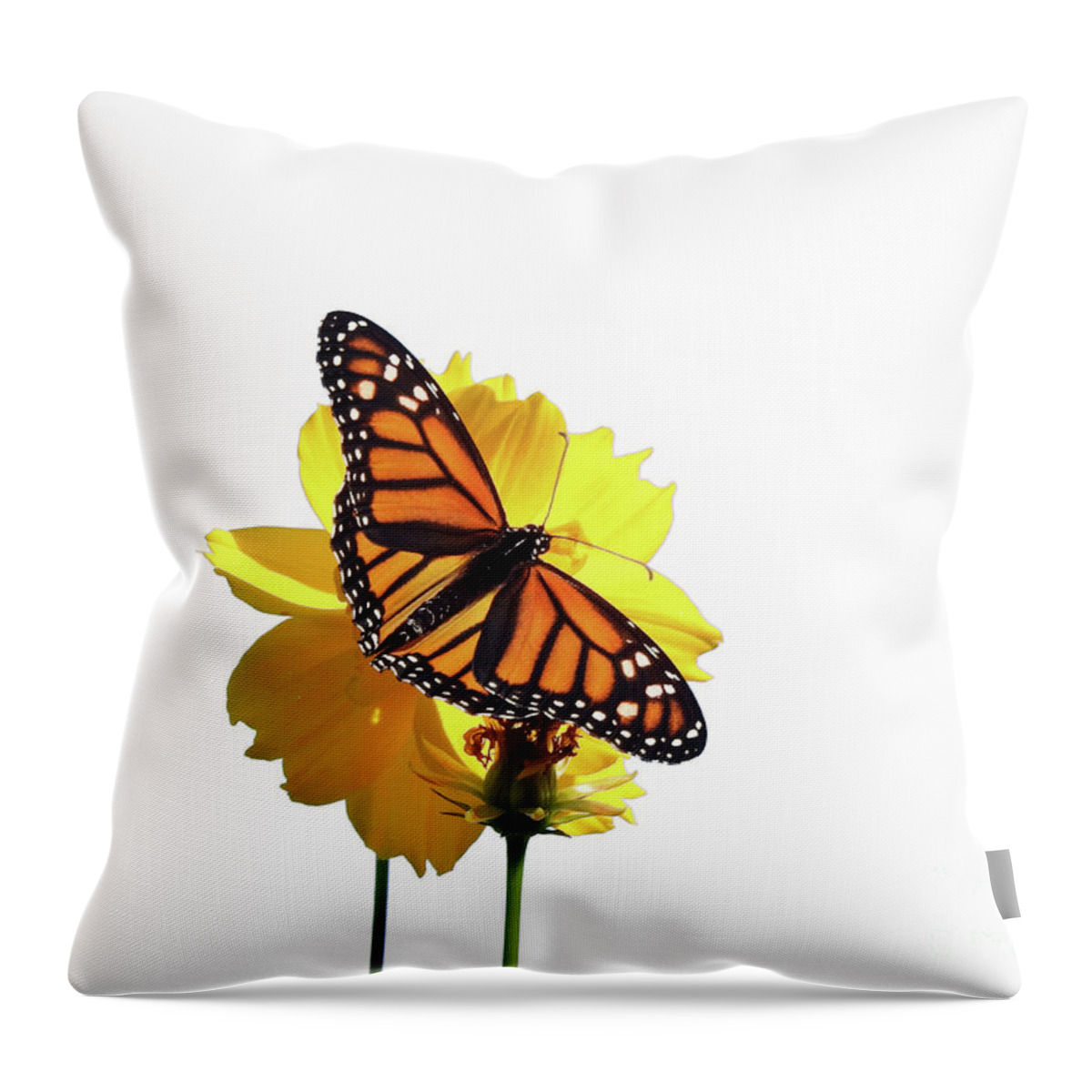 Monarch Butterfly Throw Pillow featuring the photograph Monarch Butterfly #2 by Scott Cameron