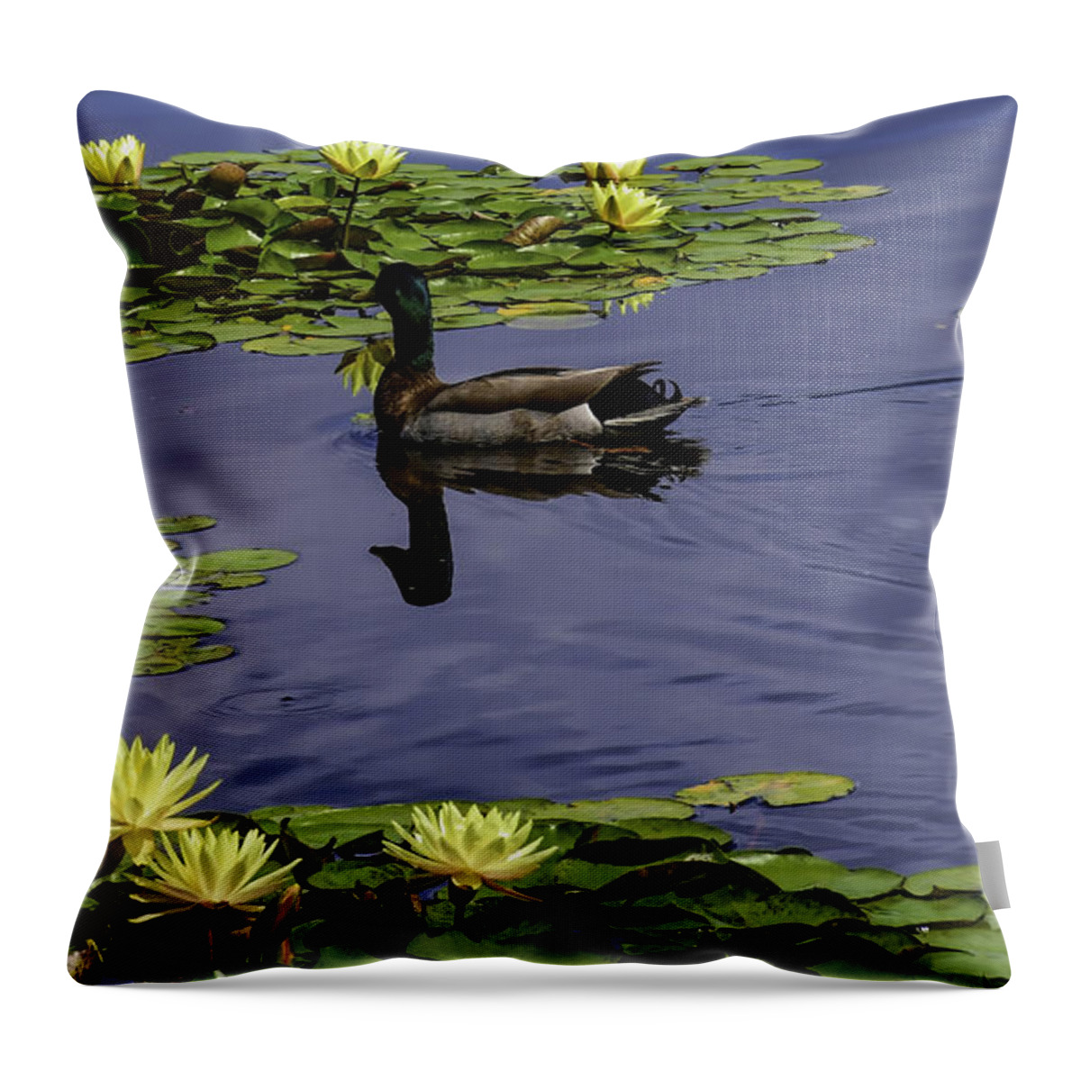 Duck Throw Pillow featuring the photograph Morning Swim with Lilies by Diana Mary Sharpton