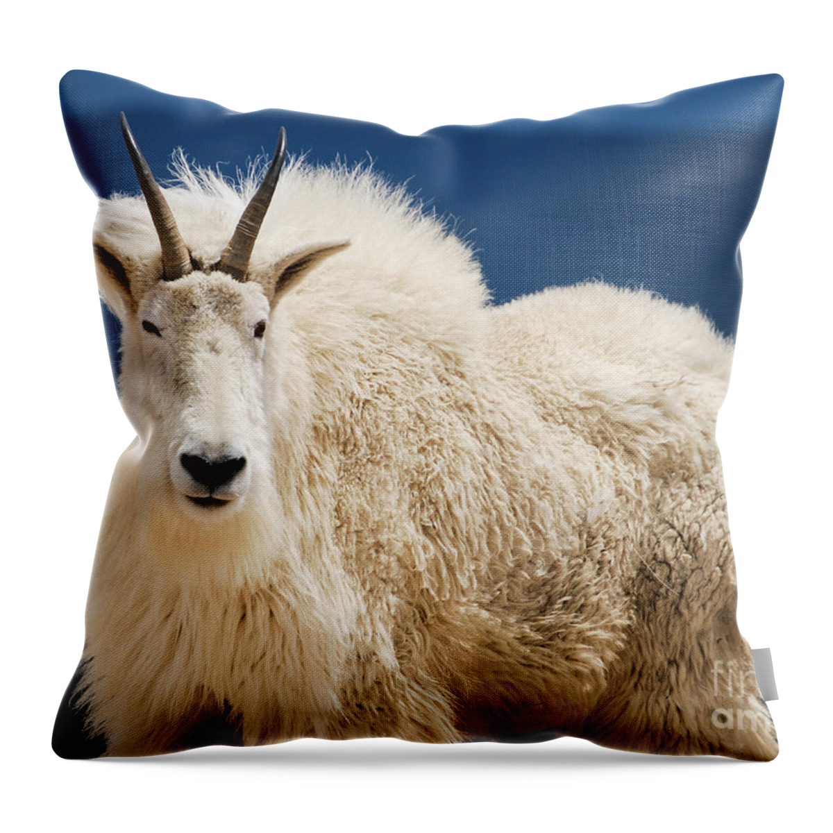 Mountain Throw Pillow featuring the photograph Mountain goat #2 by Steven Liveoak
