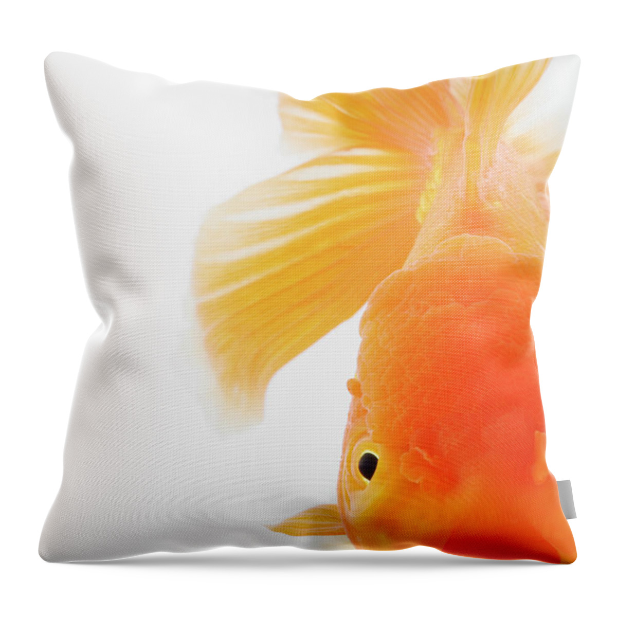 Pets Throw Pillow featuring the photograph Orange Lionhead Goldfish #1 by Martin Harvey