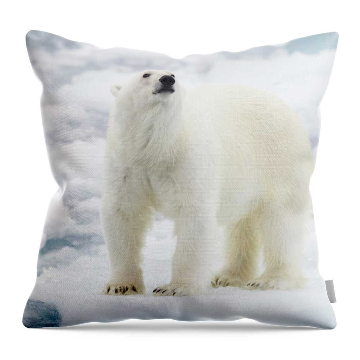 Vertebrate Throw Pillow featuring the photograph Polar Bear #1 by Kencanning