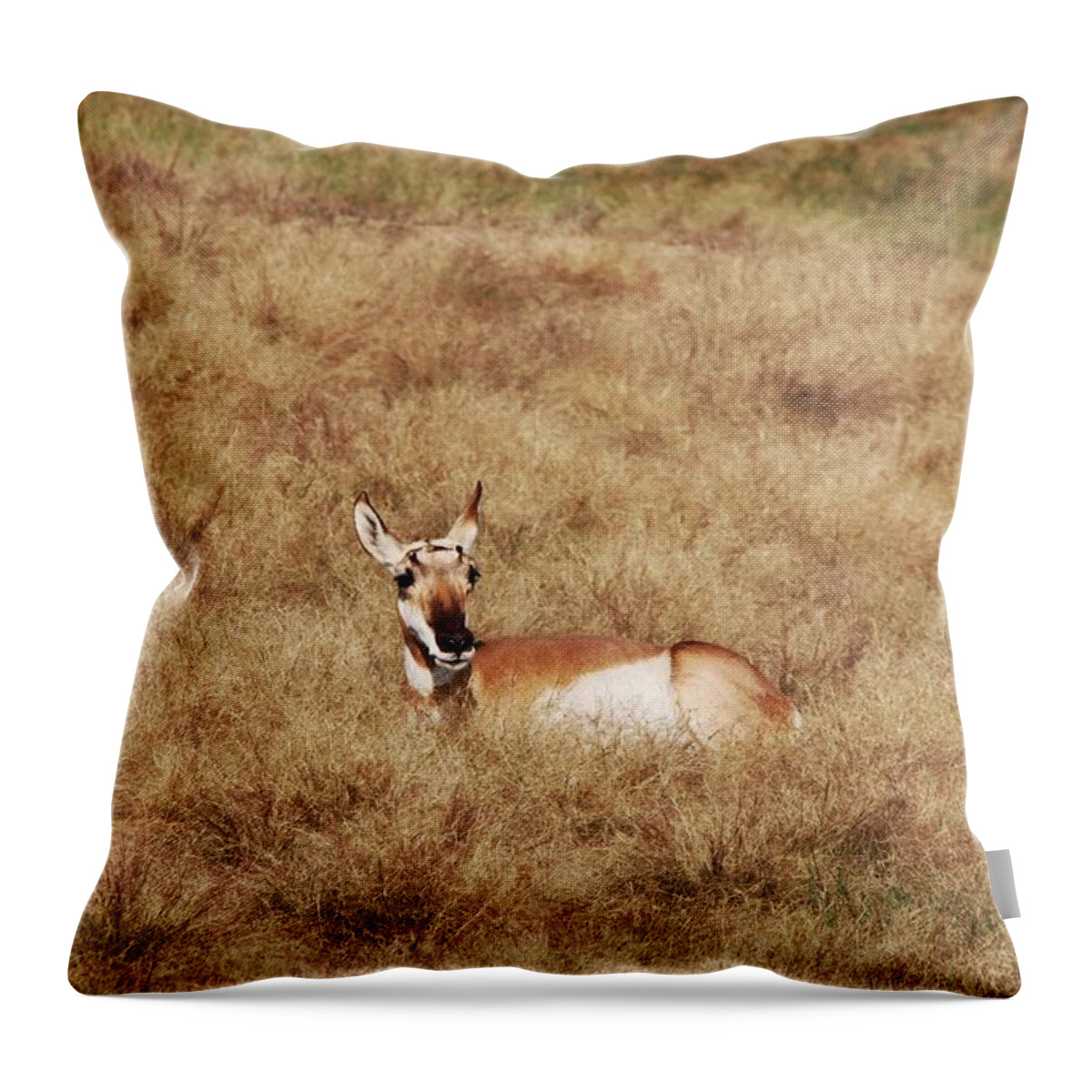 Pronghorn Antelope At Custer State Park Throw Pillow featuring the photograph Pronghorn Antelope at Custer State Park #1 by Susan Jensen