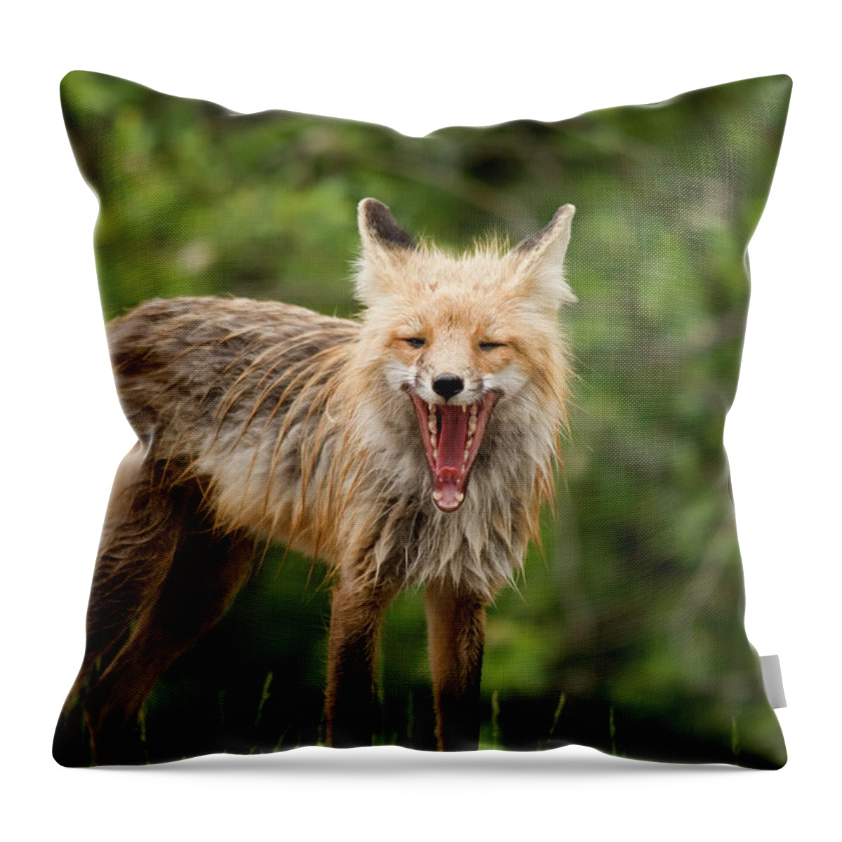 Snarling Throw Pillow featuring the photograph Red Fox Vulpes Vulpes In Prince Albert #1 by Philippe Widling / Design Pics
