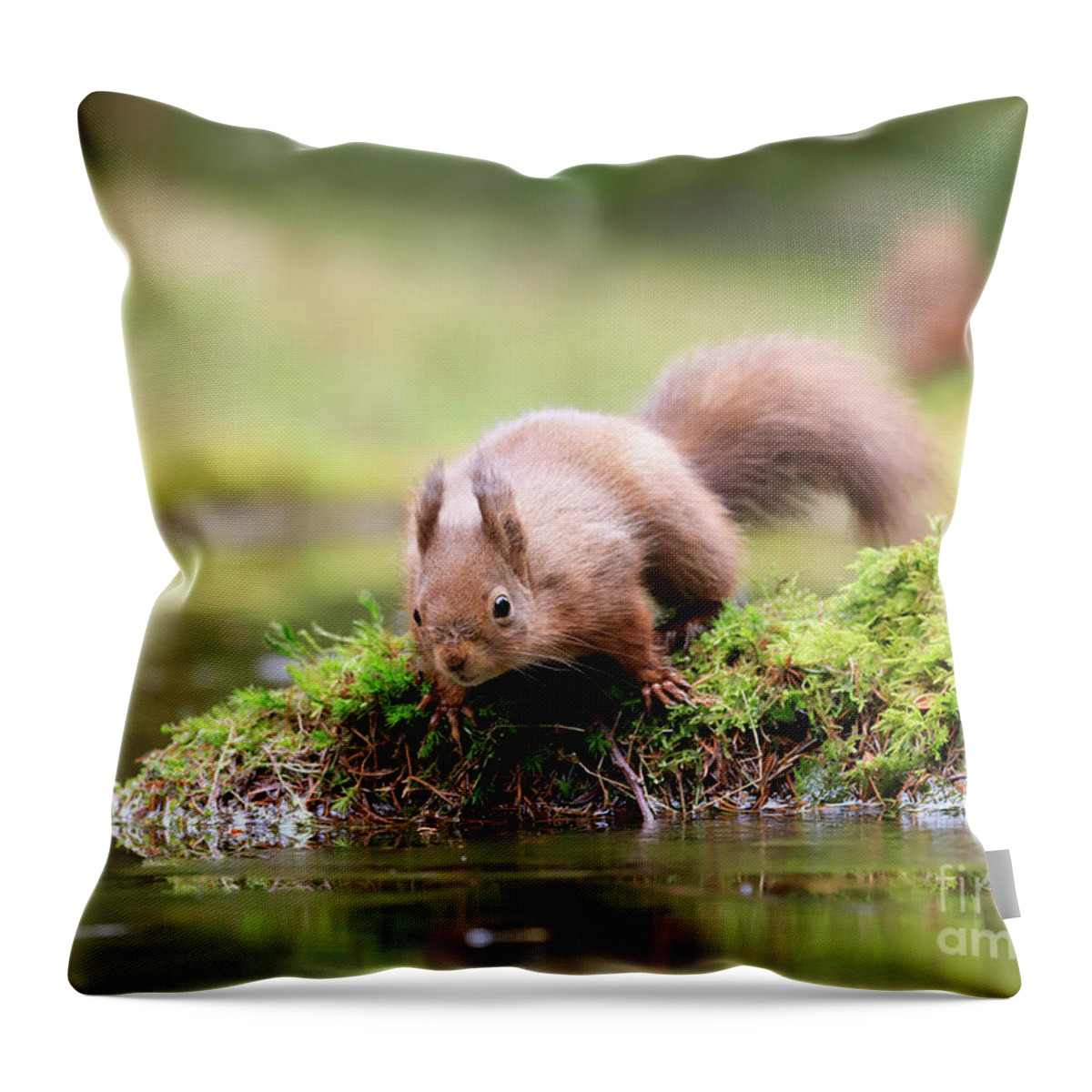 Red Squirrel Throw Pillow featuring the photograph Red squirrel Sciurus vulgaris #1 by Louise Heusinkveld