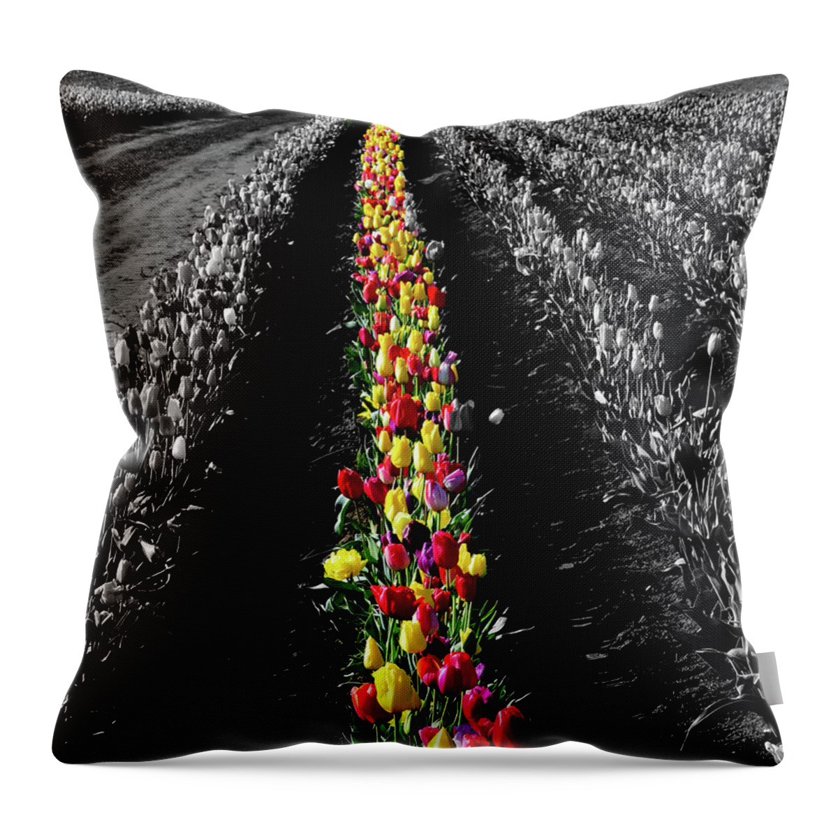 Tulips Throw Pillow featuring the photograph Rows of Tulips #2 by Bonnie Bruno