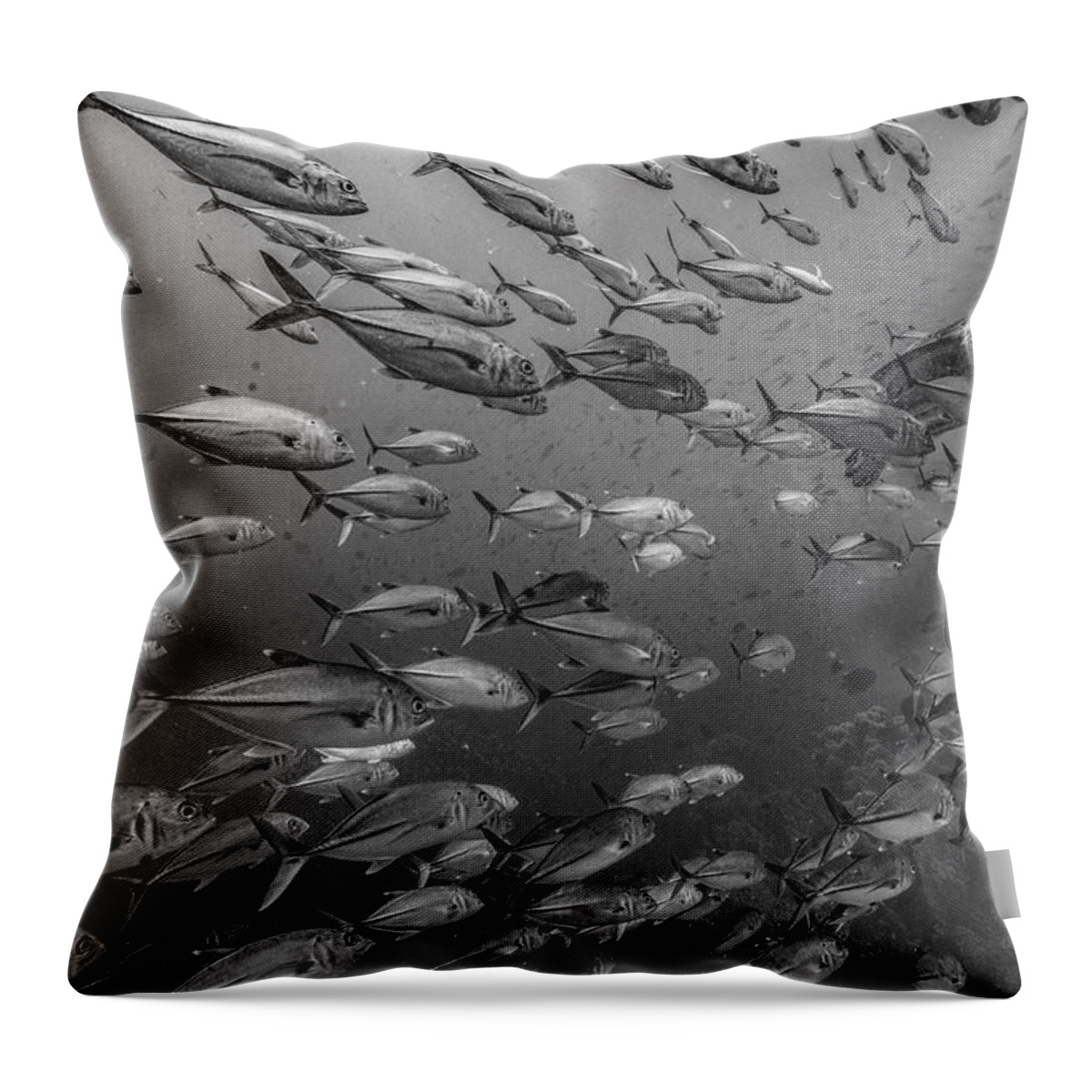 Disk1215 Throw Pillow featuring the photograph Sea Turtle And Schooling Fish #1 by Tim Fitzharris