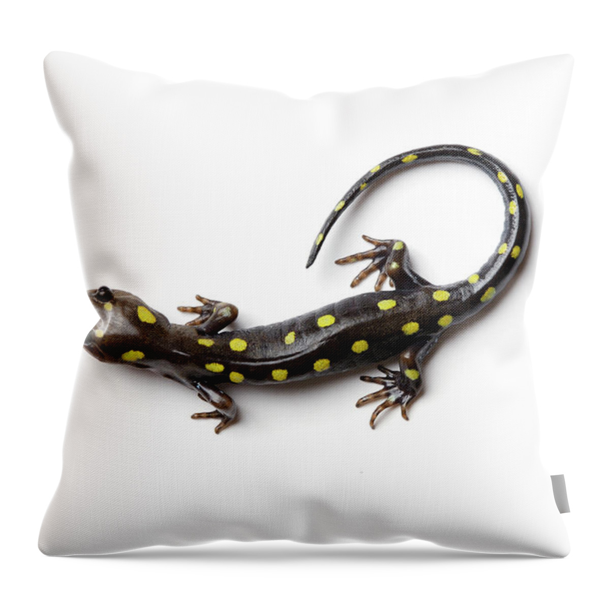 White Background Throw Pillow featuring the photograph Spotted Salamander #1 by Martin Shields
