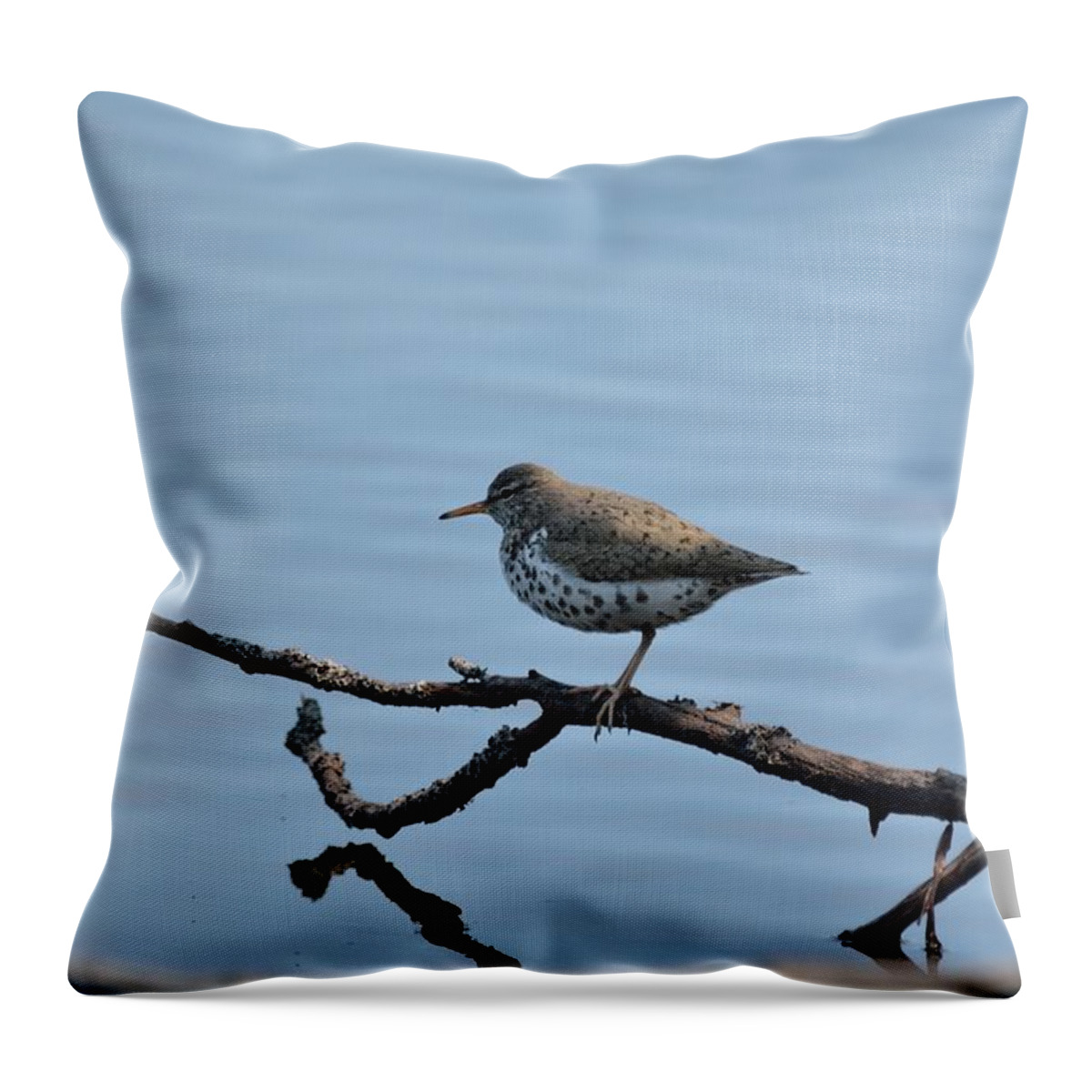 Spotted Sandpiper Throw Pillow featuring the photograph Spotted Sandpiper by David Porteus