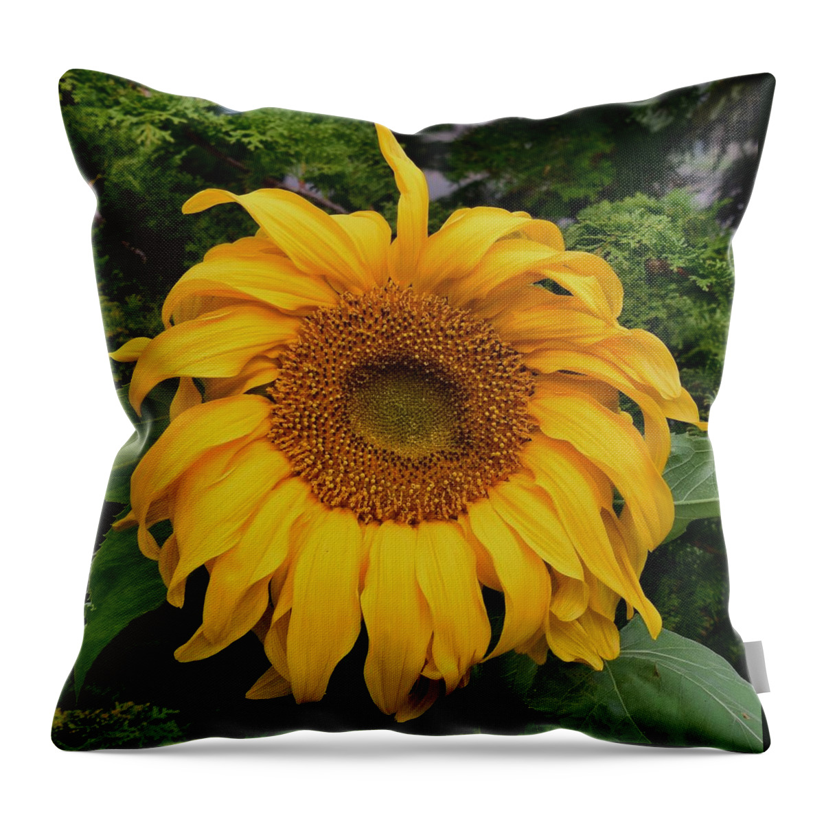 Sunflower Throw Pillow featuring the photograph Sunflower #1 by Jimmy Chuck Smith