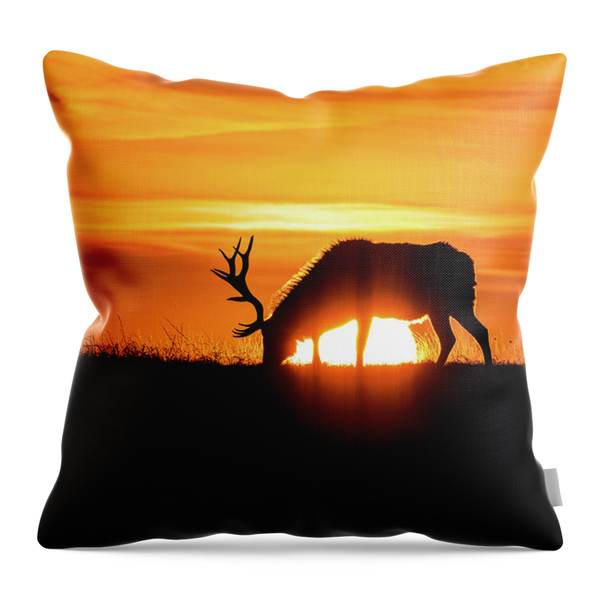 Jay Stockhaus Throw Pillow featuring the photograph Sunrise Elk #1 by Jay Stockhaus