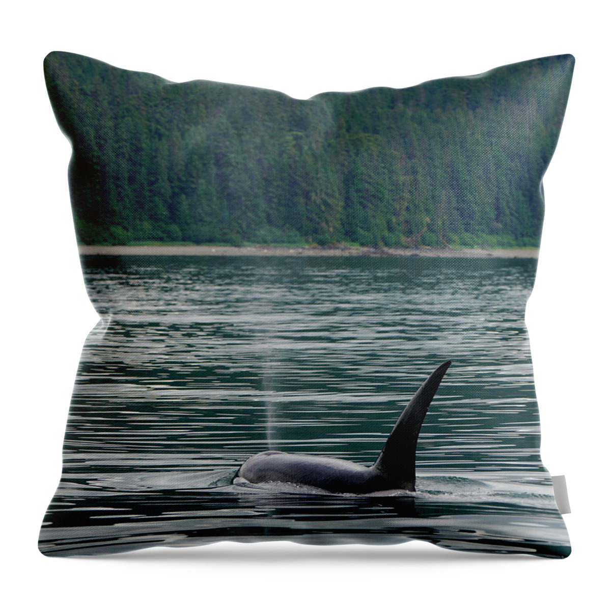 00584702 Throw Pillow featuring the photograph Surfacing Orca In Inside Passage #1 by Hiroya Minakuchi