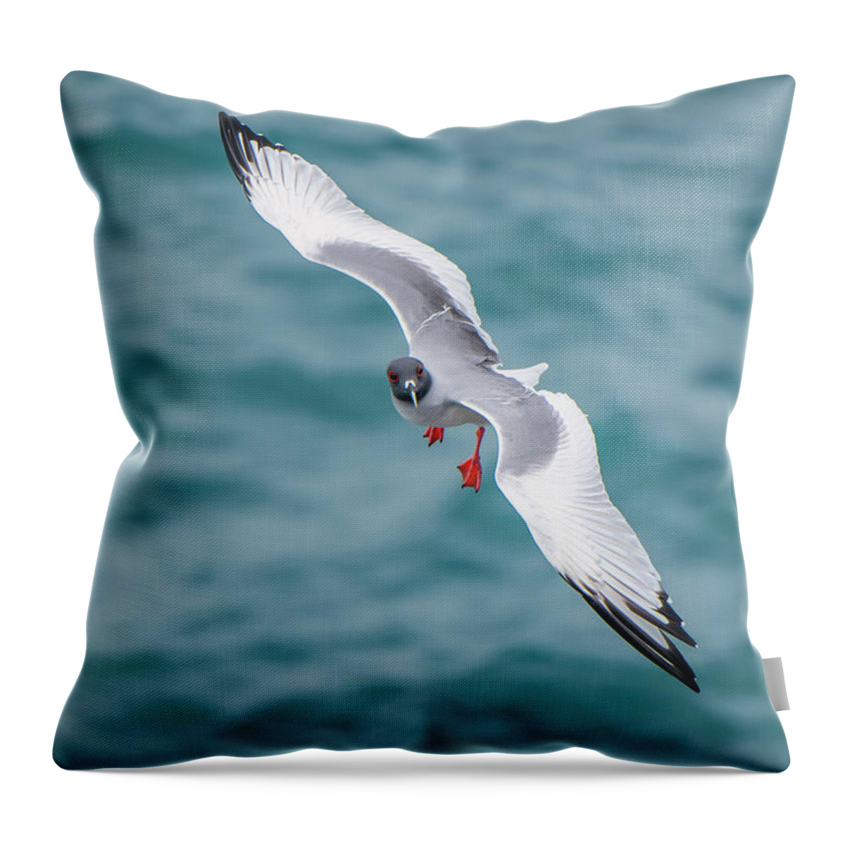 Animals Throw Pillow featuring the photograph Swallow-tailed Flying Off Plazas Island #1 by Tui De Roy