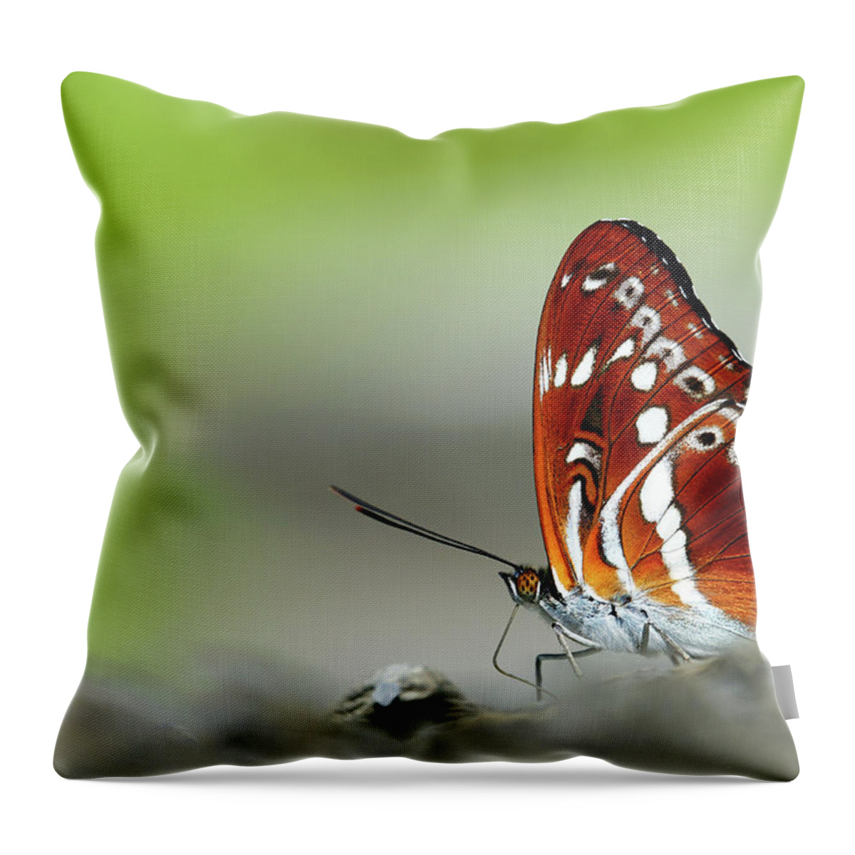 Taiwan Throw Pillow featuring the photograph Taiwan #1 by Ecology Photo