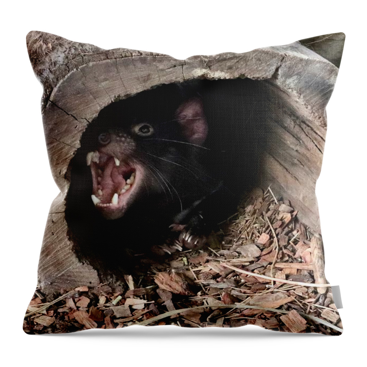 Tasmanian Throw Pillow featuring the photograph Tasmanian Devil #1 by Sarah Lilja