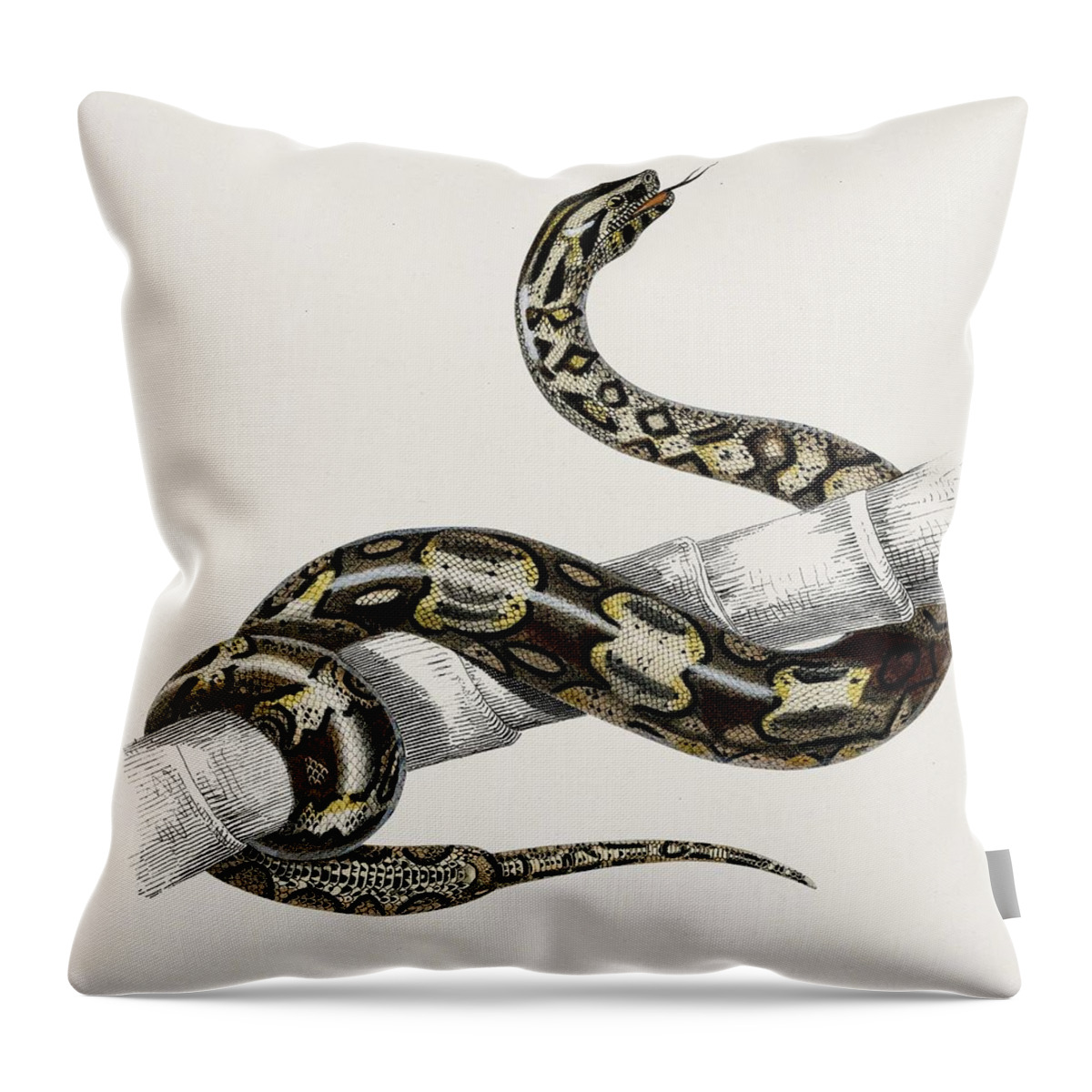 Snake Throw Pillow featuring the painting The Red-tailed boa Boa Constrictor illustrated by Charles Dessalines D Orbigny 1806 1876  #1 by Celestial Images