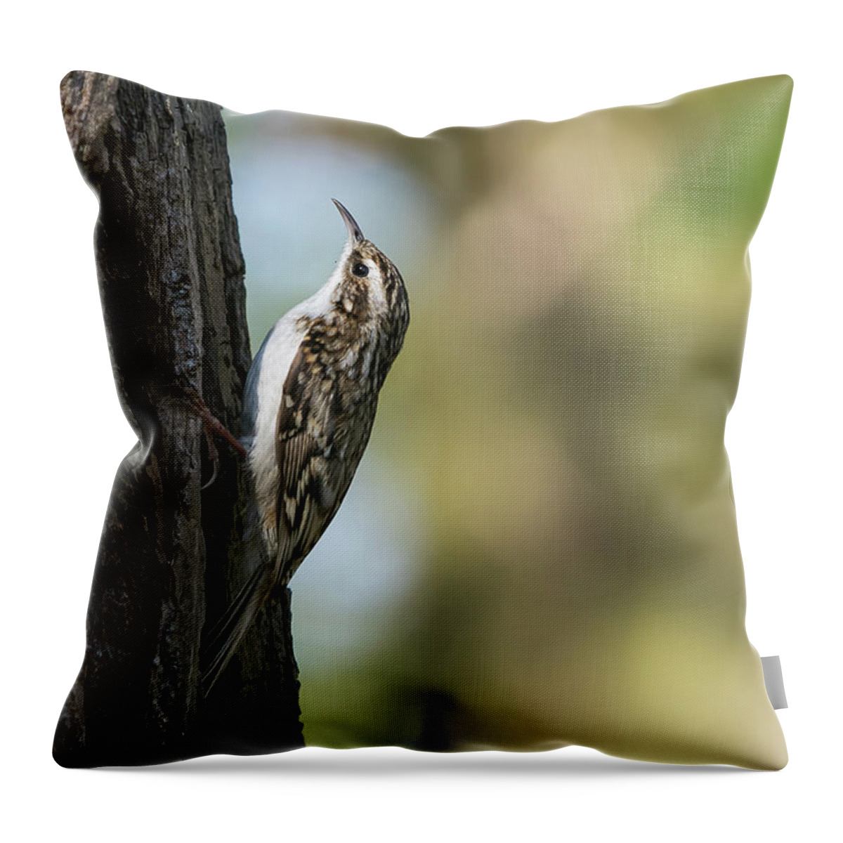 Photography Throw Pillow featuring the photograph Treecreeper #2 by Wendy Cooper