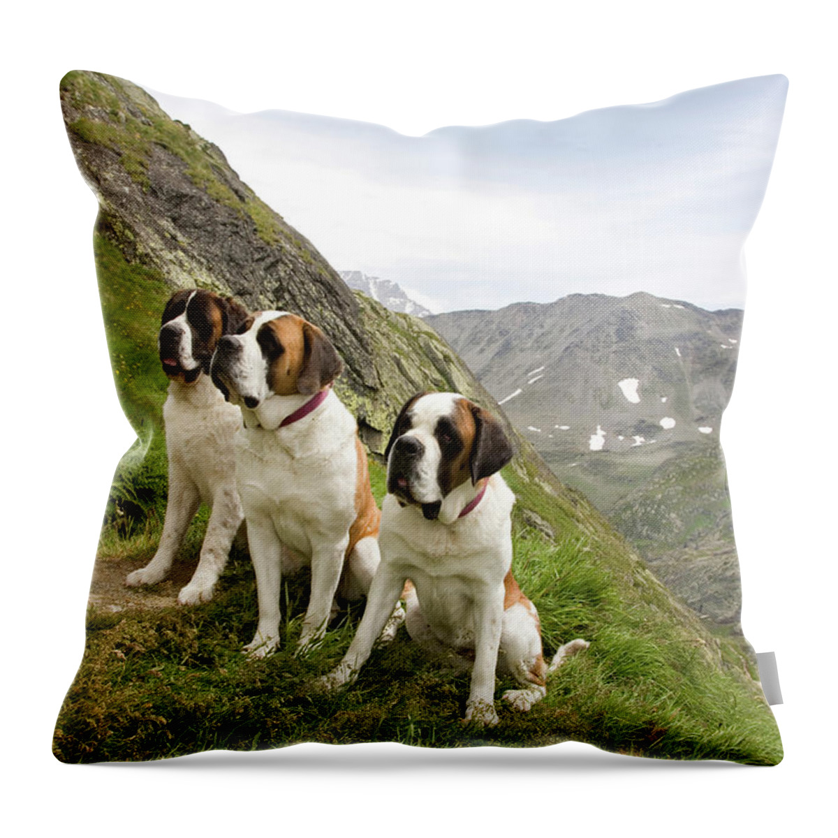 Ip_10237616 Throw Pillow featuring the photograph Two Saint Bernards In Great St. Bernard Pass, Valais, Switzerland #1 by Jalag / Walter Schmitz