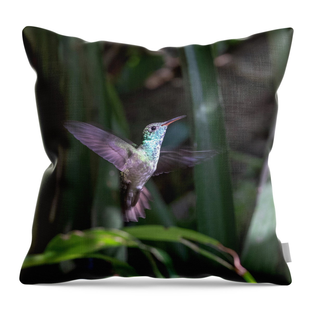 Amazilia Versicolor Throw Pillow featuring the photograph Versicolored emerald hummingbird hovers #1 by Mark Hunter
