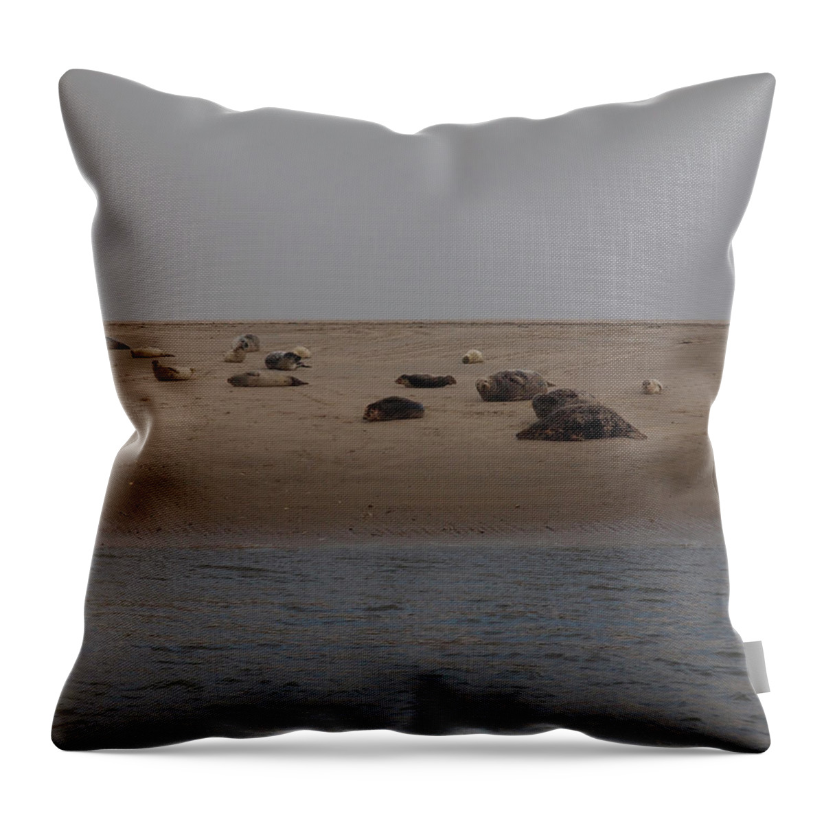 Ip_10312401 Throw Pillow featuring the photograph View Of Seals On Sand From Gorch Fock At Lower Saxony, Germany #1 by Jalag / Marion Beckhuser