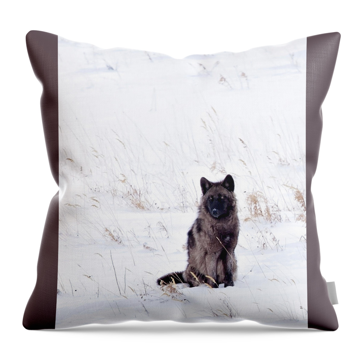 Spitfire Throw Pillow featuring the photograph Waiting #1 by Eilish Palmer
