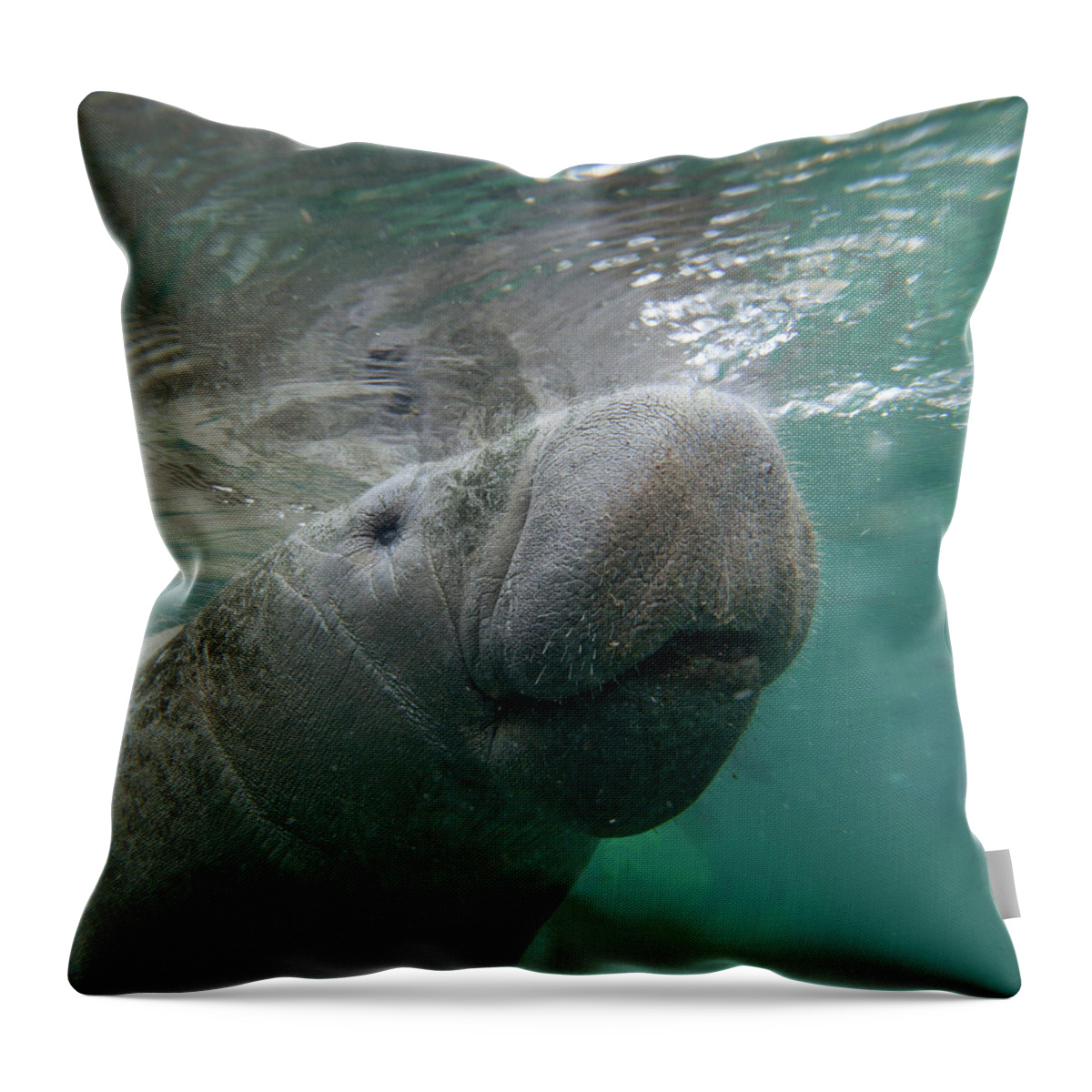 00544878 Throw Pillow featuring the photograph West Indiamanatee, Crystal River, Florida #1 by Tim Fitzharris