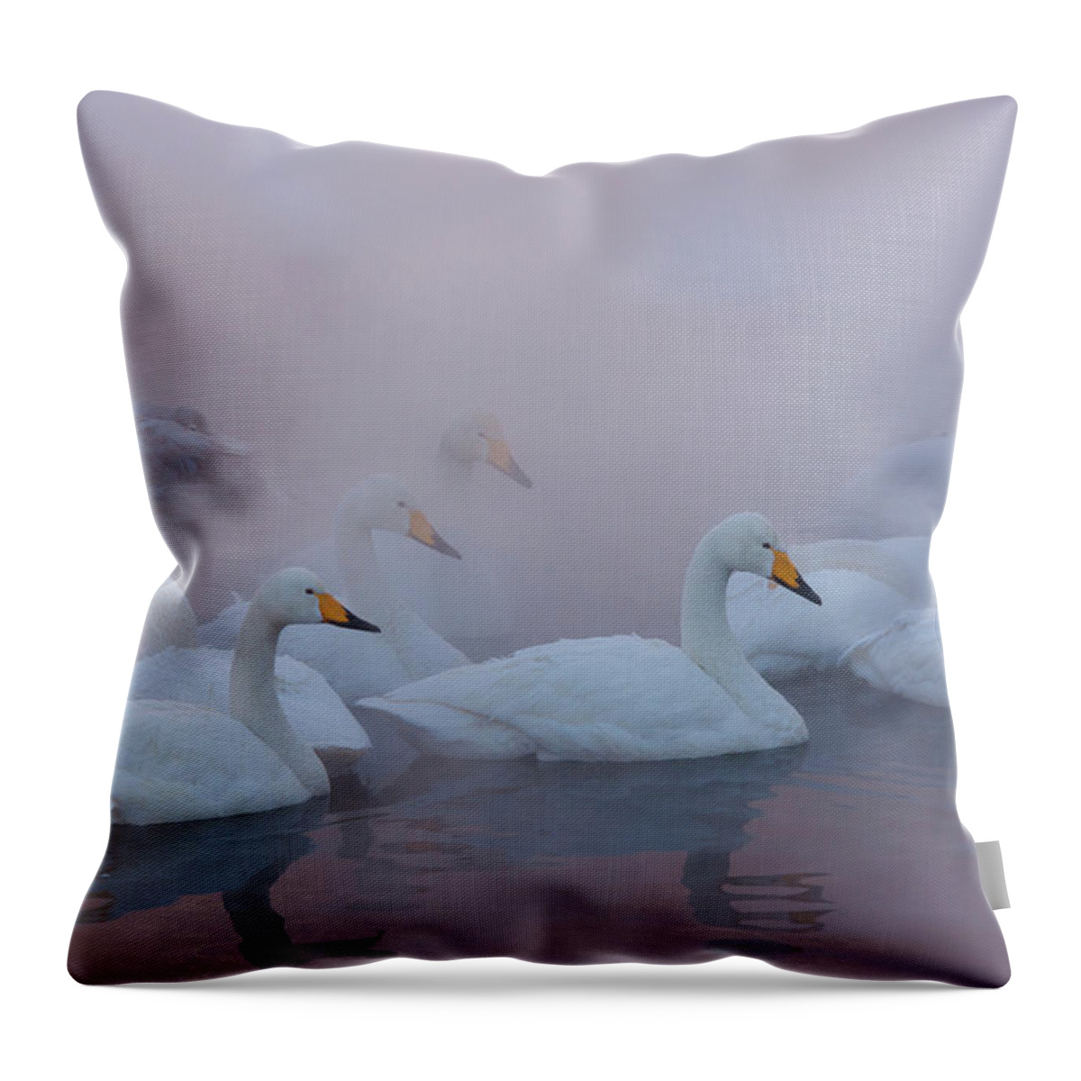 Vertebrate Throw Pillow featuring the photograph Whooper Swans On The Surface Of A Lake #1 by Mint Images - Art Wolfe