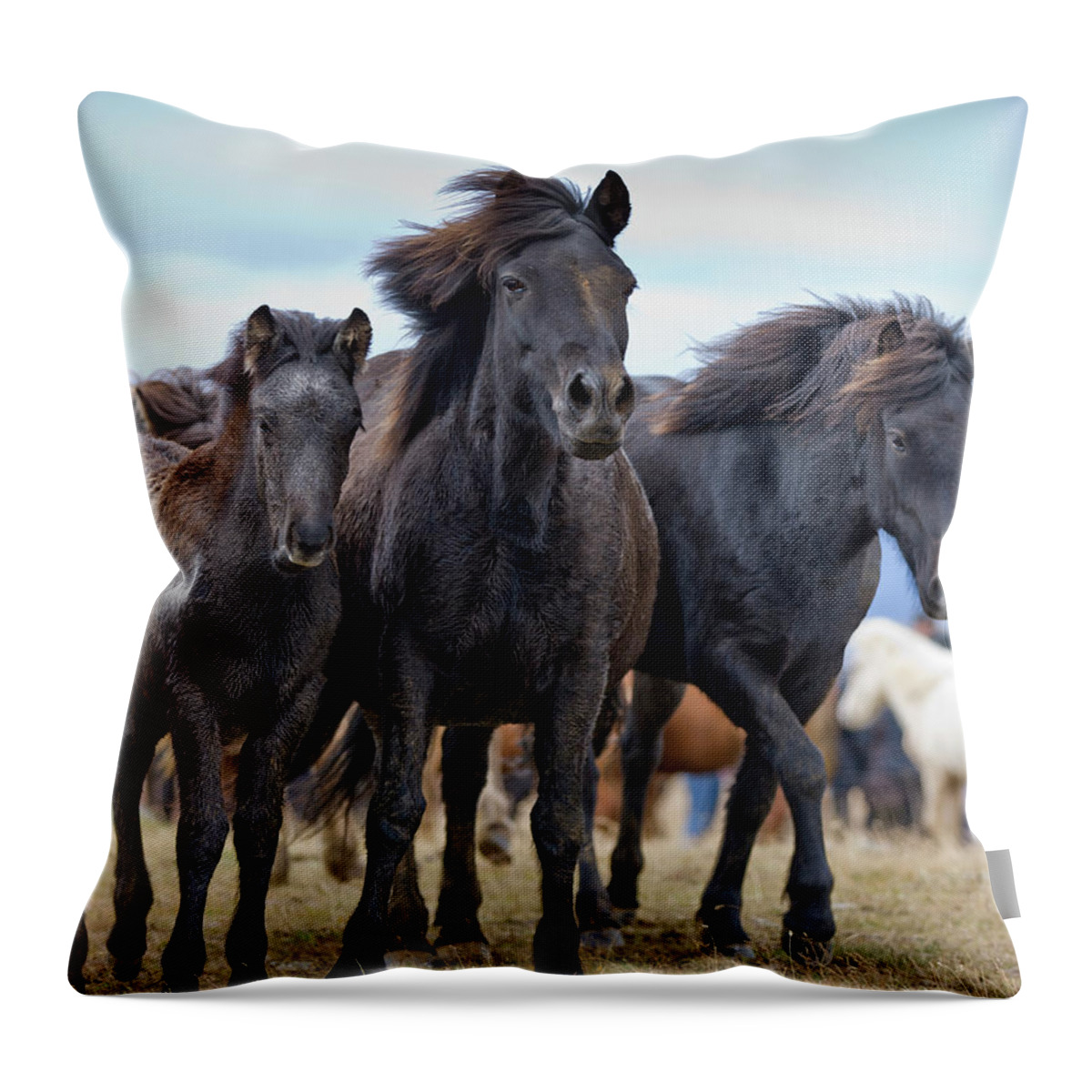 Horse Throw Pillow featuring the photograph Young Horses #1 by Arctic-images